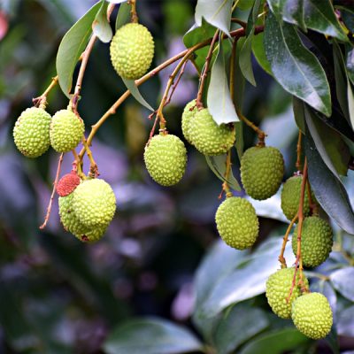 Sweet Litchi Food Flavour