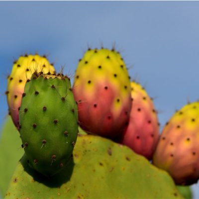Prickly Pear Food Flavour
